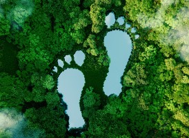 Foot prints surrounded by trees