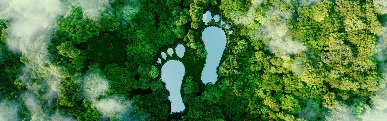Foot prints surrounded by trees